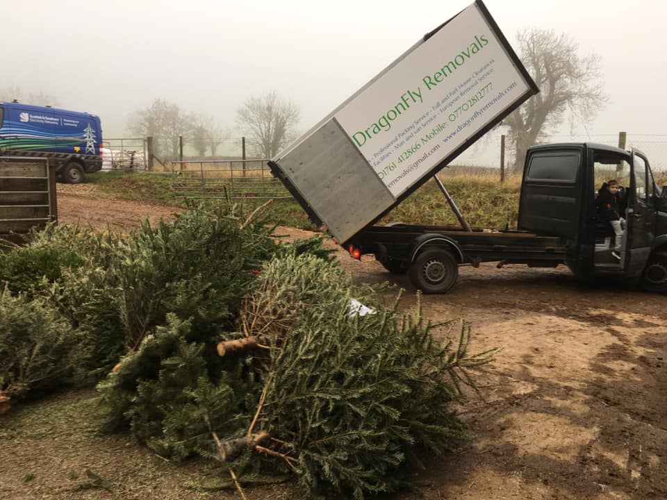 A truck labeled "Dragonfly Removals" is tilted to unload Christmas trees onto a dirt ground. Several trees lie in front. A blue van is parked nearby, and foggy trees are in the background.